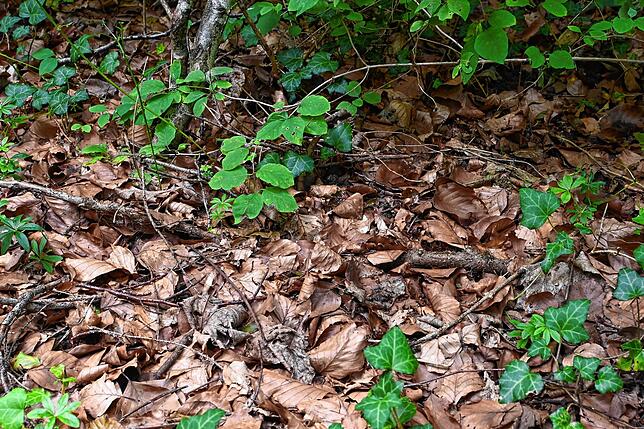 Das Waldlaub hält den Boden länger feucht. Es schützt die Erde vor Sonneneinstrahlung und damit vor beschleunigter Wasserverdunstung.