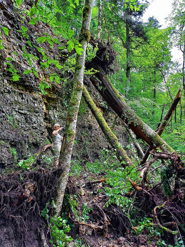 So sieht es in der Gauchachschlucht zwei Tage nach dem Baumsturz aus: Der beliebte Wanderweg vom Kanadiersteg zur Burgmühle ist durch ...