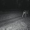 Archivbild: Heimlich und auf leisen Pfoten schleichen Luchse durch unsere Region. Eine Fotofalle im Schwarzwald hat Luchs Toni ...