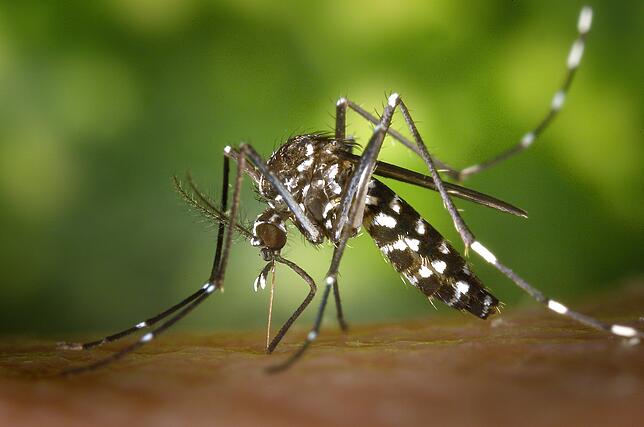 Eine weibliche Asiatische Tigermücke (Aedes albopicts), auch sie wurde bereits in Europa gesichtet. Sie kann das Denguefieber ...
