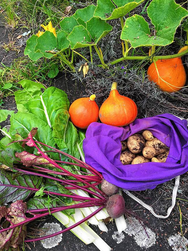 Reiche Ernte aus dem Gemeinschaftsgarten der Autorin.