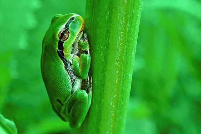 Wer den seltenen kleinen knallgrünen Laubfrosch entdecken will, braucht Erfahrung und viel Geduld.