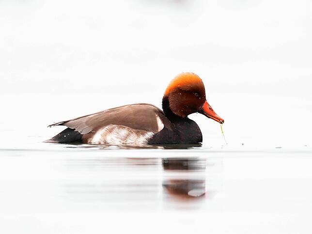 Eine Kolbenente schwimmt durch den Bodensee. Der See ist ein wichtiger Mauserplatz für diese Vogelart.