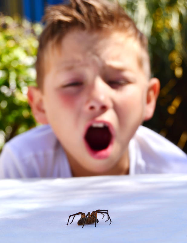Hilfe, Spinne! Manche Kinder reagieren panisch und ängstlich auf diese Tiere, von denen keine reale Gefahr ausgeht.
