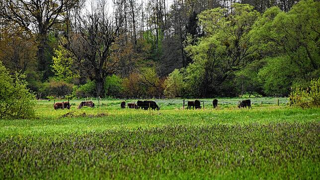 Das Weitenried zwischen Singen und Steißlingen zählt zu den größten Moorlandschaften Süddeutschlands. Um die Flächen offen zu halten, ...