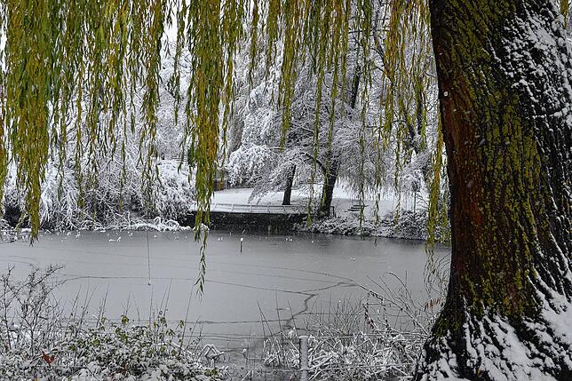 Bild 36: Die schönsten Bilder vom verschneiten Markdorf