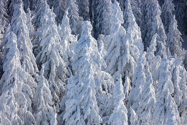 Bild 4: Blauer Himmel und ganz viel Schnee: Atemberaubende Aussichten im Winterwunderland Feldberg