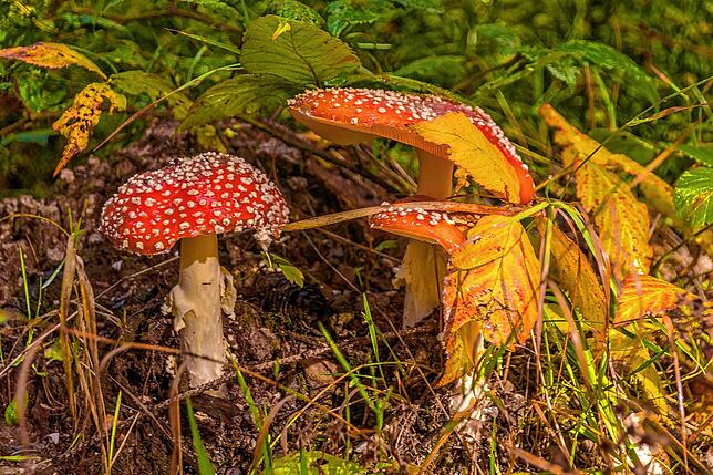 Fliegenpilze im Ühlinger Wald.