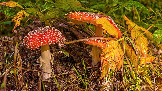 Fliegenpilze im Ühlinger Wald.