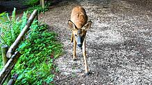 Dass einem im Nußbachtal in der Frühe ein junges Reh auf dem Weg begegnet, passiert auch nicht alle Tage. Doch gibt es in den ...