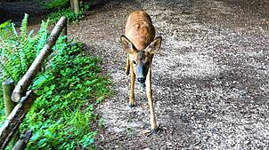 Dass einem im Nußbachtal in der Frühe ein junges Reh auf dem Weg begegnet, passiert auch nicht alle Tage. Doch gibt es in den ...