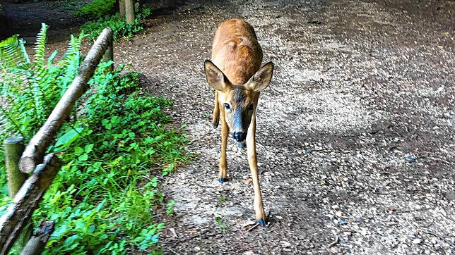 Dass einem im Nußbachtal in der Frühe ein junges Reh auf dem Weg begegnet, passiert auch nicht alle Tage. Doch gibt es in den ...
