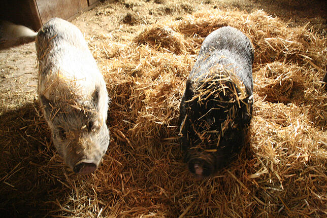 Die beiden Schweine fühlen sich wohl auf dem Schindlerhof.