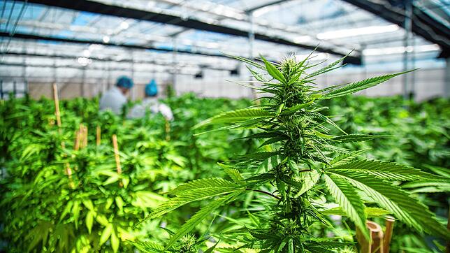 Wie auf diesem Symbolbild könnte bald auch von Cannabis-Social-Clubs im Landkreis Waldshut THC-haltiges Cannabis angebaut werden