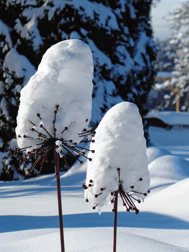 Diese rostigen Pusteblumen-Stecker in einem Garten in Berau trägt eine Mütze aus Schnee.