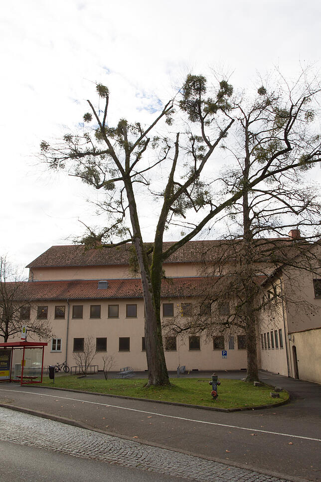 Bild 5: Im Herbst fallen die Blätter, ab Dezember die Bäume: In Konstanz werden in den kommenden Wochen über 50 Bäume gefällt