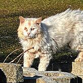 Die Tierschützer fanden rund 40 verwahrloste Katzen auf dem Hof.