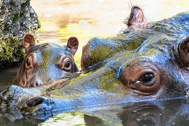 Bild 5: So niedlich: Flusspferd-Baby Serena entdeckt die Welt
