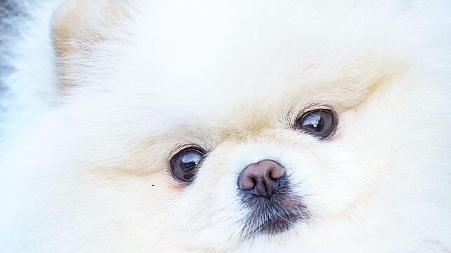 Die Beauftragte rät vom Hundekauf im Internet ab. (Archivbild)