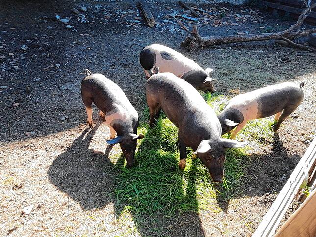 Die Färbung macht es deutlich: Hier dürfen sich Schwäbisch-Hällische Landschweine wohlfühlen.