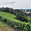 An der Wangerhalde am westlichen Ortsrand von Markdorf werden rund sieben Hektar Wein angebaut. Verarbeitet wird der Markdorfer Wein vom ...