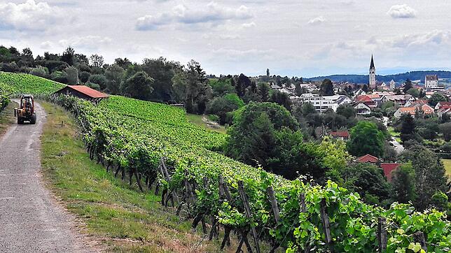 An der Wangerhalde am westlichen Ortsrand von Markdorf werden rund sieben Hektar Wein angebaut. Verarbeitet wird der Markdorfer Wein vom ...