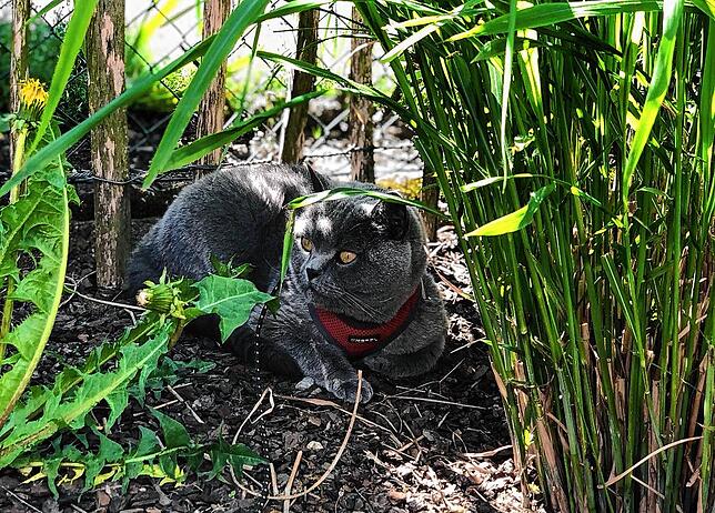 Katze Sunny sucht sich im Garten ein schattiges Plätzchen.
