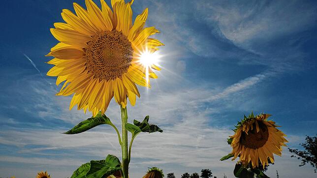 Der Sommer 2022 könnte ein Rekordsommer werden.