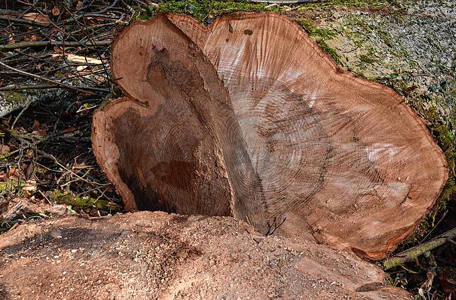 Nur im Rindenbereich ist das Holz noch nicht angegriffen.