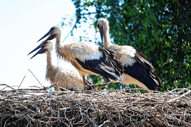Hier waren die etwa sieben Wochen alten Geschwister noch vereint: SÜDKURIER-Storch Sunny mit der Nummer &bdquo;AAM85&ldquo; (links) ist ...