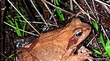 Das Motiv zeigt einen Grasfrosch auf Wanderschaft. Foto: Schwarzwaldverein
