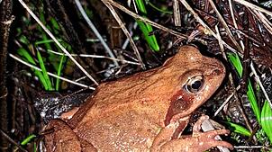 Das Motiv zeigt einen Grasfrosch auf Wanderschaft. Foto: Schwarzwaldverein