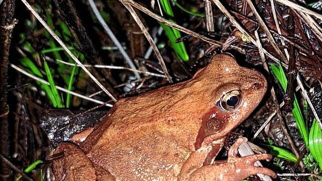 Das Motiv zeigt einen Grasfrosch auf Wanderschaft. Foto: Schwarzwaldverein
