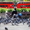Ein Frau mit Maske füttert in London Tauben.