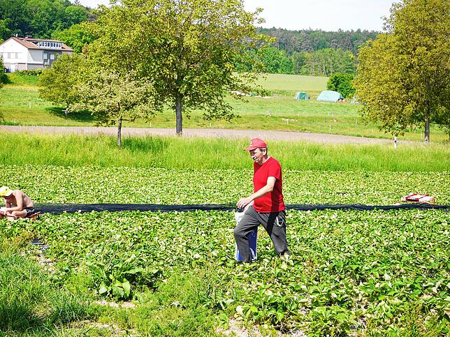Bild 1: Die Erdbeerfamilie hält zusammen: Warum es auf dem Fuchshof im Corona-Jahr sogar besser läuft