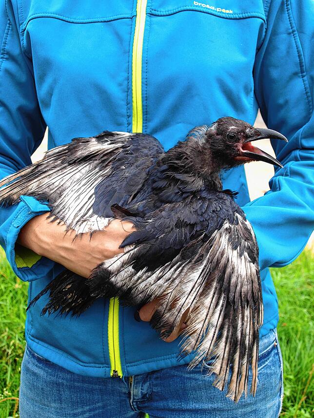 Die misshandelte Krähe wurde in einem Garten in Windegg gefunden. Jemand hatte ihr die Schwungfedern abgeschnitten.