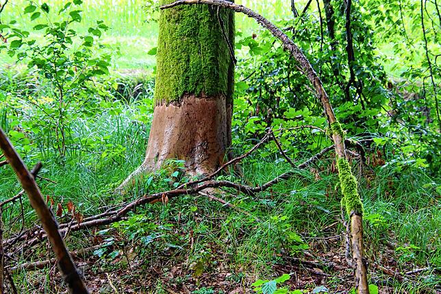 Im Wald zwischen Aach-Linz und Ebratsweiler sind Buchen angenagt.