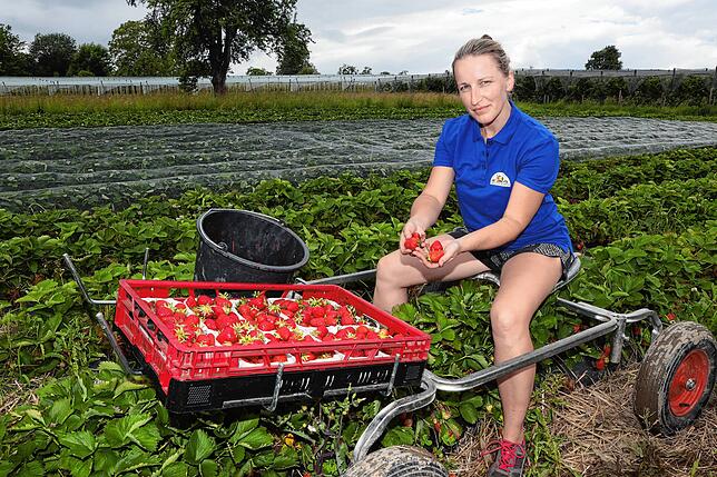 Erntehelferin Eva Kura versucht beim Obsthof Romer zu retten, was noch zu retten ist. Die Menge der verwendbaren Früchte fällt im Moment ...