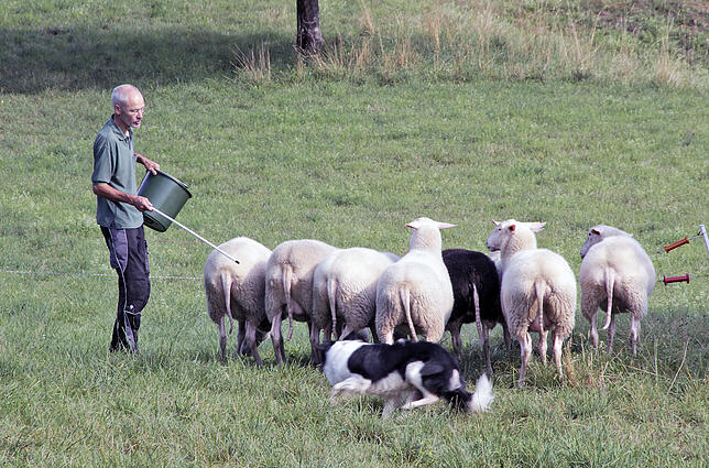 Hütehund Julien wetzt immer wieder um die Schaf-Herde und unterstützt Jürgen Schuler beim Wechsel auf eine andere Weidefläche.