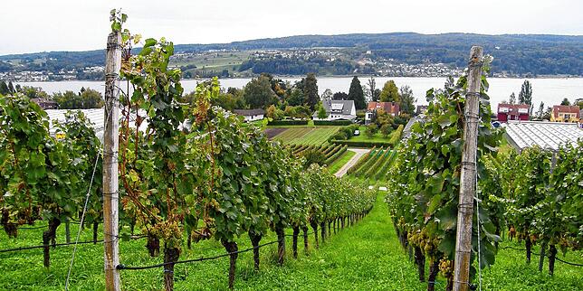 Auf circa 21 Hektar gibt es Weinreben auf der Reichenau – hier am Südhang der Hochwart, im Hintergrund das Schweizer Ufer.