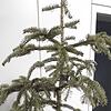 Aus grün wird braun: Vielen Christbäumen schlägt dieser Tage das letzte Stündlein.
