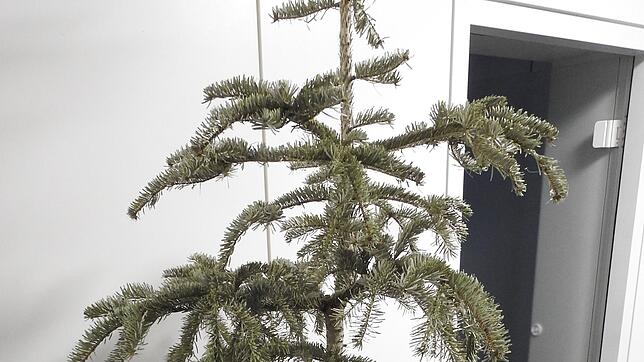 Aus grün wird braun: Vielen Christbäumen schlägt dieser Tage das letzte Stündlein.