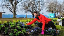 Bei der Pflanzaktion packen alle mit an, wie Frauke Möller vom Team der Landesgartenschau in Überlingen.