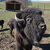 In ihrem Gehege befinden sich zwei Bisons aus Uhldingen-Mühlhofen immer noch nicht. (Symbolbild)