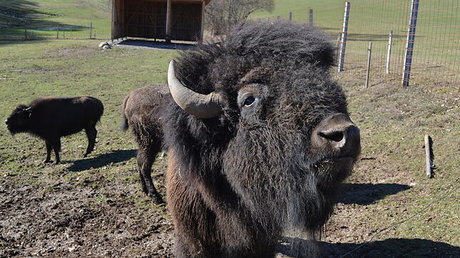 In ihrem Gehege befinden sich zwei Bisons aus Uhldingen-Mühlhofen immer noch nicht. (Symbolbild)