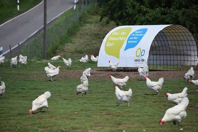 Die Sandy-Hühner des Hönig Hofs haben hier bei der Vorderen Schweinegruben bei Mühlingen großen Auslauf.