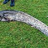 Diesen Wels holte ein Angler aus dem Bodensee. War das erlaubt – und was passierte dann mit dem Tier?