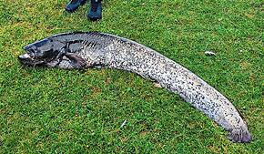 Diesen Wels holte ein Angler aus dem Bodensee. War das erlaubt – und was passierte dann mit dem Tier?