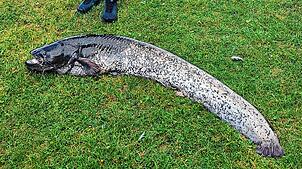 Diesen Wels holte ein Angler aus dem Bodensee. War das erlaubt – und was passierte dann mit dem Tier?