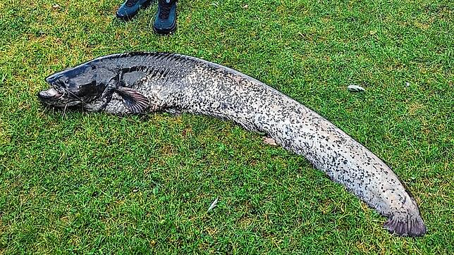 Diesen Wels holte ein Angler aus dem Bodensee. War das erlaubt – und was passierte dann mit dem Tier?